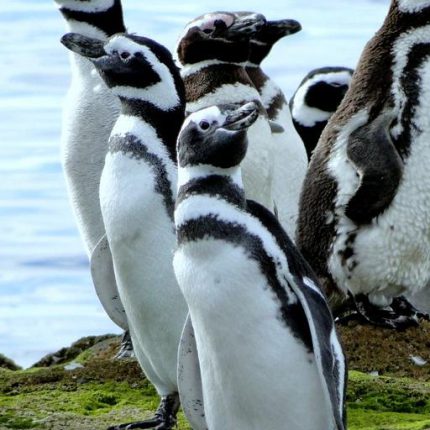 Canal Beagle Pinguinera